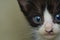 Bi-color kitties Tuxedo cat close up Face kitten