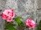 Bi-color Roses Against a Garden Wall