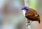 Bi-colored antbird perched on a tree in Panama