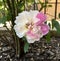 Bi-colored rose blooms in a garden