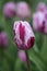 Bi colored tulip flower