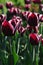 Bi coloured tulip kind Fontaine Bleau, also called Triumph tulip, dark red or violet colour with white petals border