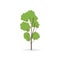 biag tree isolated white. Flat illustration of tall tree