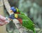 Biak lorikeet, Trichoglossus haematodus rosenbergii, Rosenbergs lori. Medium-sized arboreal parrots with brush-tipped tongues for