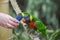 Biak lorikeet, Trichoglossus haematodus rosenbergii, Rosenbergs lori. Small to medium-sized parrots with brush-tipped tongues for