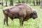 Bialowieski National Park - Poland. Aurochs head.