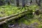 Bialowieski Park Narodowy, stary las, old forest, national park