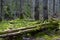 Bialowieski Park Narodowy, stary las, old forest, national park
