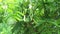 Biancaea sappan Caesalpinia sappan L., sappanwood, secang, sepang, Indian redwood with natural background. This plant in Indones