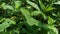 Biancaea sappan Caesalpinia sappan L., sappanwood, secang, sepang, Indian redwood with natural background. This plant in Indones