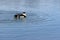 Bibbed Domestic Mallard Duck swimming alone