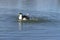 Bibbed Domestic Mallard Duck with water drops
