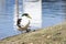 Bibbed Mallard Duck on sloped shoreline with reflection
