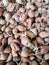 Bibit Bawan merah shallot