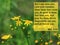 Bible quotes on yellow flowers background. Card with text sign for believers. Inspirational verse thoughts for praying