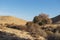 Biblical Atlantic Pistacio Pistacia atlantica Trees in Wadi Lotz near the Makhtesh Ramon Crater in Israel