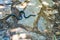 Bibroni Stiletto Snake on the hiking trail to God`s Window near Graskop