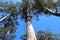 Bicentennial Tree Warren National Park West Aus