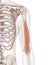 The biceps brachii long head