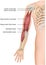 Biceps and brachioradialis anatomy 3d medical  illustration on white background