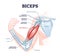 Biceps muscle with anatomical skeletal medical arm structure outline diagram