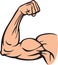 Biceps muscle flexing arm showing power, bodybuilder, fitness design.