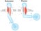 Biceps And Triceps. Extension And Flexion. Labeled Illustration