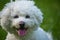 Bichon baby