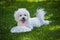 Bichon baby