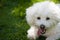 Bichon baby