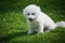 Bichon baby