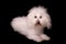 Bichon bolognese dog isolated on black background