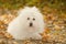 Bichon bolognese dog relax in park