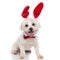 Bichon dog with exposed tongue is wearing a red bowtie