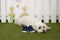 A bichon dog sitting on the grass guarding a pair of shoes