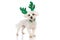 Bichon dog is wearing green reindeer horns
