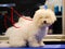 Bichon frieze is on the table in front of the grooming procedures. The dog needs washing, drying and grooming.