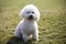 Bichon frise