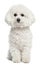 Bichon frise, 5 years old, sitting