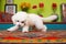 bichon frise on colorful rug, playful tail spin