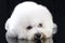 Bichon Frise dog