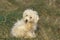 Bichon Frise Dog, Adult Biting its Paw