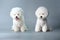 bichon frise dog before and after groom his hair. Pet salon. Dog\\\'s hygiene care. Copy