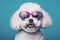 Bichon Frise Dog With Heart Shaped Sunglasses