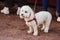 Bichon Frise dog pedigree fluffy white animal grooming haircut