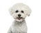 Bichon Frise dog in portrait against white background