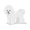 Bichon frise dog at white background