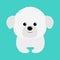 Bichon Frise Maltese Maltipoo dog puppy face head. White lapdog. Animal icon set. Cute kawaii cartoon funny character. Pet animal