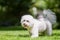 Bichon Frise poodle standing in a field looking to the side