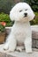 Bichon Frise posing